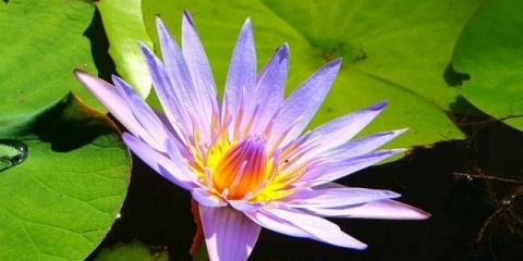 Top 7 biljaka koje se ne smiju uzgajati u vrtu